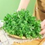 Bạc hà(Húng lủi) trồng tự nhiên